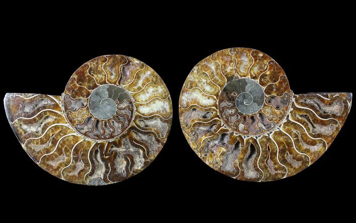 Cut & Polished Ammonite Fossil - Agatized #79709
